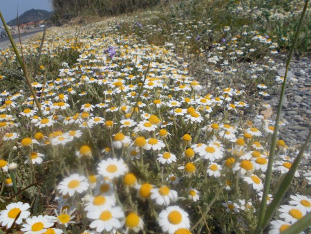 Γερμανικό χαμομήλι Κάμπος Βουρλιωτών Σάμου 