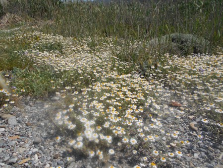Γερμανικό χαμομήλι Κάμπος Βουρλιωτών Σάμου