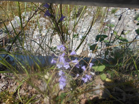 Καμπανίτσες Άγιος Κωνσταντίνος Σάμου