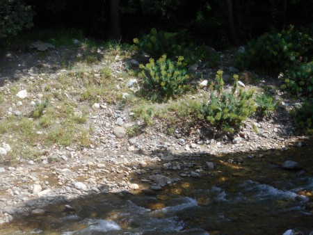 Αγγελική .Πλατανάκια Αγιος Κωνσταντίνος Σάμου