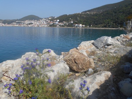 Βοιδόγλωσσα (Αγχουσα) Μαλαγάρι Σάμου