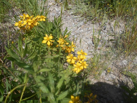 Βάλσαμο,  Παλιό μονοπάτι για Βλαμαρή Σάμου