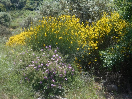 Λαδανιά και Σπάρτο Περιφεριακός Δρόμος Βαθέως Σάμου