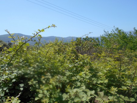 Βάτος. Βατιώνας στον περιφεριακό Δρόμο Βαθέως Σάμου