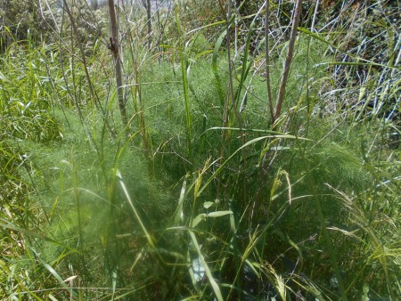 Μάραθος στον περιφερειακό δρόμο Βαθέως Σάμου