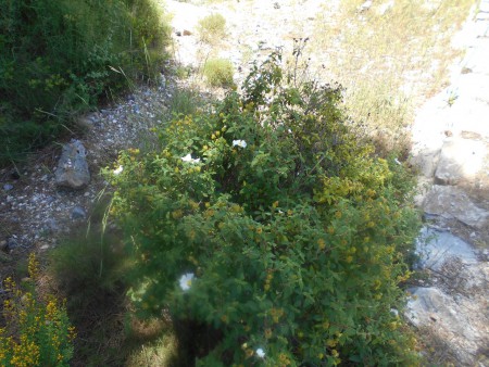 Λαδανιά (κουνούκλα) άσπρη