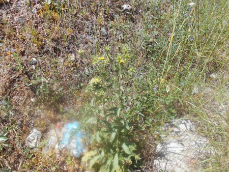 Ινούλα, μονοπάτι για Βλαμαρή Σάμος