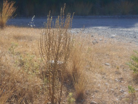  βουνό Θιος φλώμος