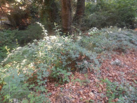 μελισσοορτο Κοκκινόες βαλεοντάτες Σάμος 