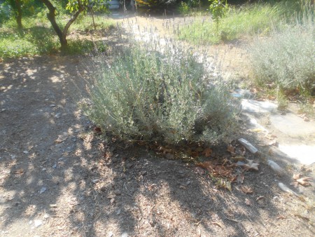 λεβάντα Πλατανάκια Σάμος