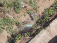 /album/ioynios26/dscn1513-jpg2/